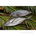 Mackerel Frozen Horsel Fish inteiro Preço competitivo